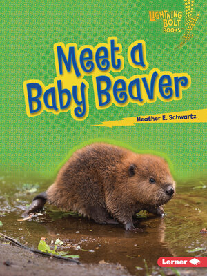 cover image of Meet a Baby Beaver